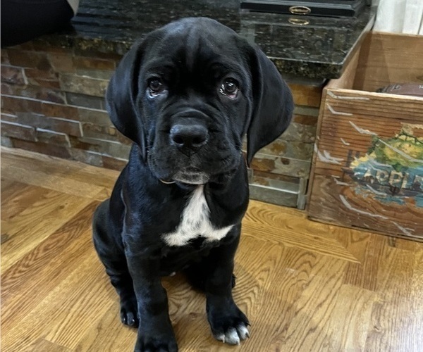 Medium Photo #2 Cane Corso Puppy For Sale in ARDEN, NC, USA