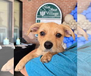 Mutt Dogs for adoption in Cliffwood, NJ, USA
