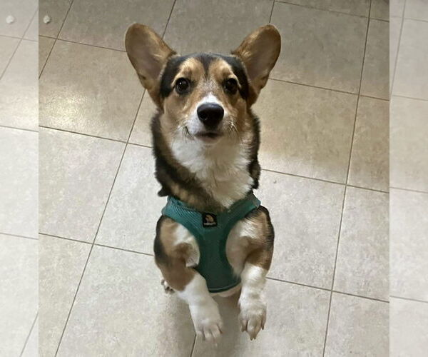 Medium Photo #1 Cardigan Welsh Corgi Puppy For Sale in St. Louis Park, MN, USA