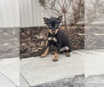 Small Photo #1 Miniature Pinscher Puppy For Sale in CANOGA, NY, USA
