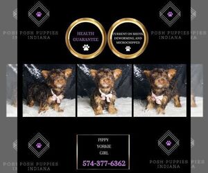Yorkshire Terrier Puppy for sale in WARSAW, IN, USA