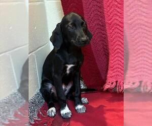 Labrador Retriever-Unknown Mix Dogs for adoption in Brewster, MA, USA