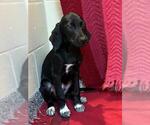 Small Labrador Retriever Mix