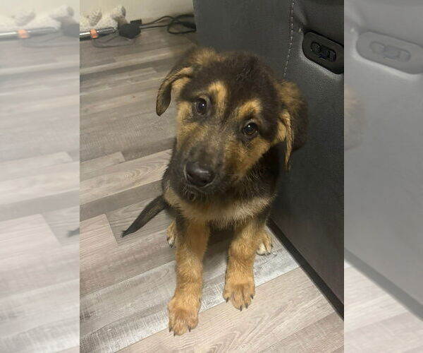 Medium Photo #3 Mutt Puppy For Sale in Evansville, IN, USA