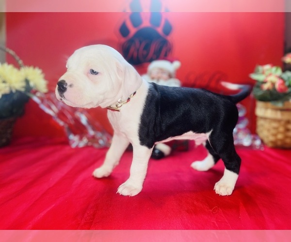 Medium Photo #1 American Pit Bull Terrier Puppy For Sale in TRENTON, NJ, USA
