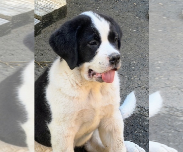 Medium Photo #7 Cane Corso-Saint Bernard Mix Puppy For Sale in WORCESTER, MA, USA