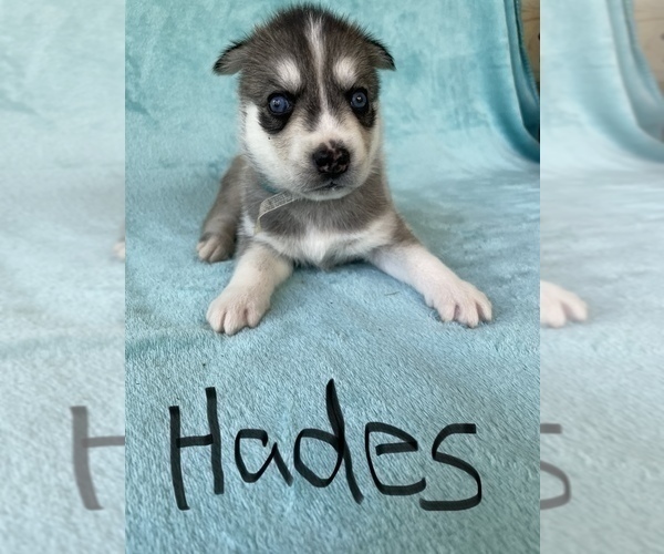 Medium Photo #5 Siberian Husky Puppy For Sale in POQUOSON, VA, USA