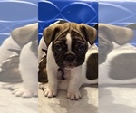 Puppy Ohtani French Bulldog