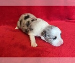 Small #6 Miniature Australian Shepherd