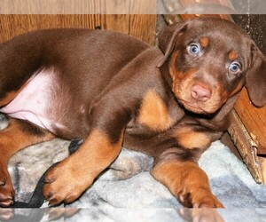Doberman Pinscher Puppy for sale in MYAKKA CITY, FL, USA