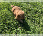 Small #11 Golden Retriever