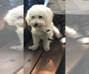Maltese Puppy for sale in BELLAIRE, TX, USA