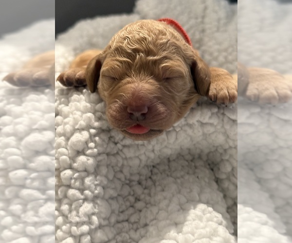 Medium Photo #1 Goldendoodle Puppy For Sale in RIVERSIDE, CA, USA