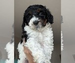 Puppy Cheesecake Bernedoodle mix (+ Poodle Standard)