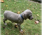 Small Photo #2 Weimaraner Puppy For Sale in ROCKFORD, MI, USA