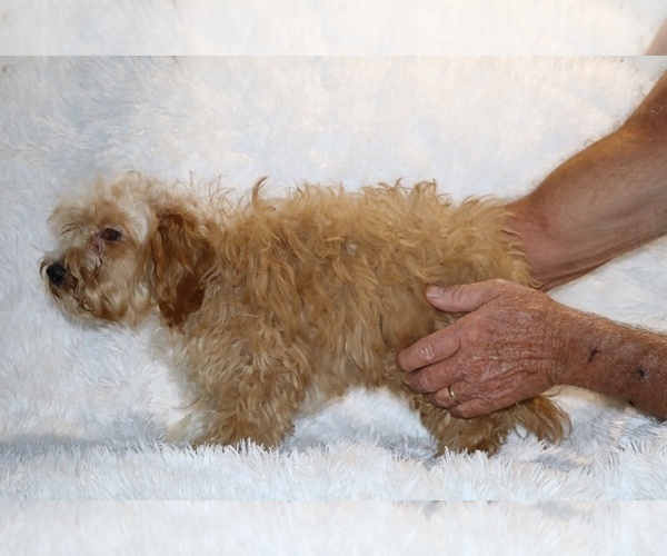 Medium Photo #18 Cockapoo (Miniature) Puppy For Sale in DYERSBURG, TN, USA