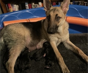 Mother of the German Shepherd Dog-Siberian Husky Mix puppies born on 07/01/2021