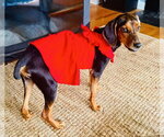 Small #1 Coonhound Mix
