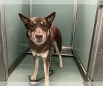 Small Siberian Husky Mix