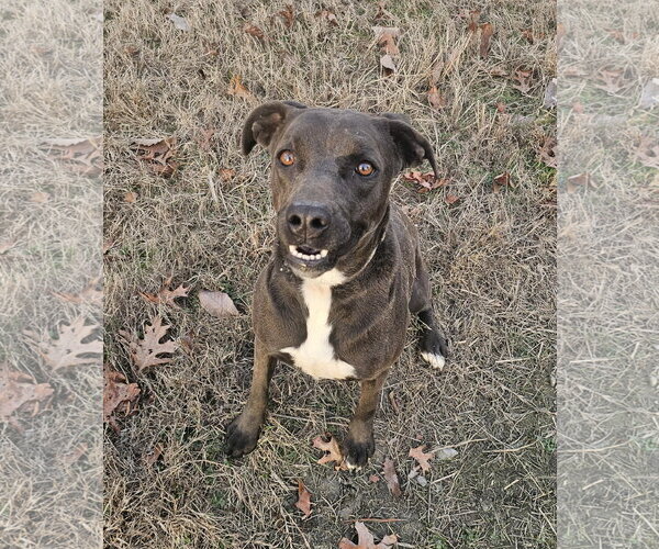 Medium Photo #2 Labrador Retriever-Unknown Mix Puppy For Sale in Blacksburg, SC, USA