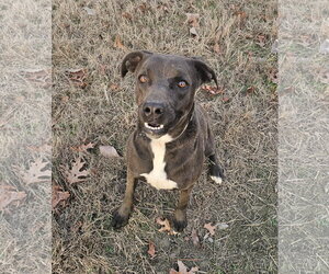 Nova - Female Labrador Retriever-Unknown Mix Dog for Adoption - Photo #2
