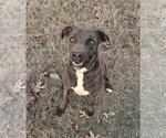Small #1 Labrador Retriever Mix