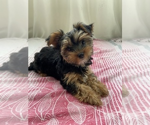 Yorkshire Terrier Puppy for sale in Ivano-Frankivsk, Ivano-Frankivsk, Ukraine