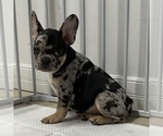 Small Photo #7 French Bulldog Puppy For Sale in VILLA PARK, IL, USA