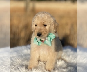 Goldendoodle Puppy for sale in PORTERVILLE, CA, USA