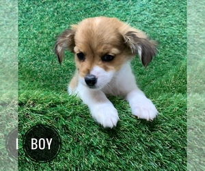 Chihuahua-YorkiePoo Mix Puppy for sale in PORTLAND, OR, USA