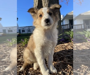 Shetland Sheepdog Puppy for sale in HONEY BROOK, PA, USA