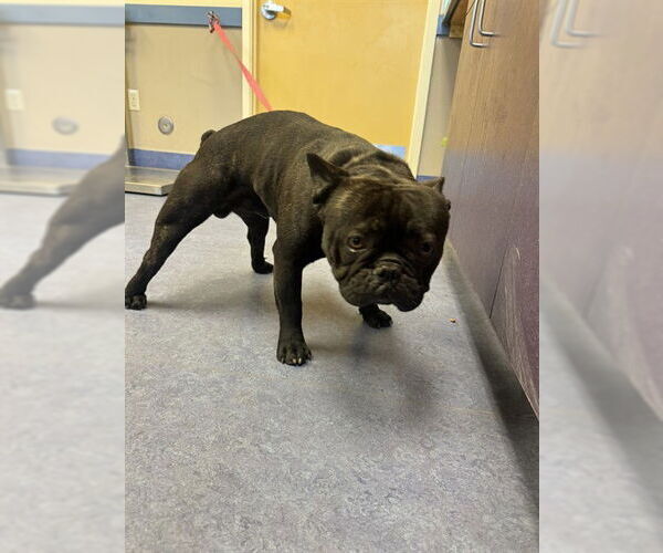 Medium Photo #1 French Bulldog Puppy For Sale in Santa Maria, CA, USA