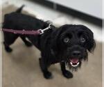 Small #2 Miniature Schnauzer Mix
