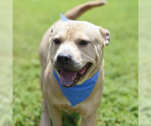 Medium Photo #1 American Staffordshire Terrier Puppy For Sale in San Antonio, TX, USA