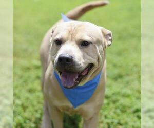 American Staffordshire Terrier Dogs for adoption in San Antonio, TX, USA