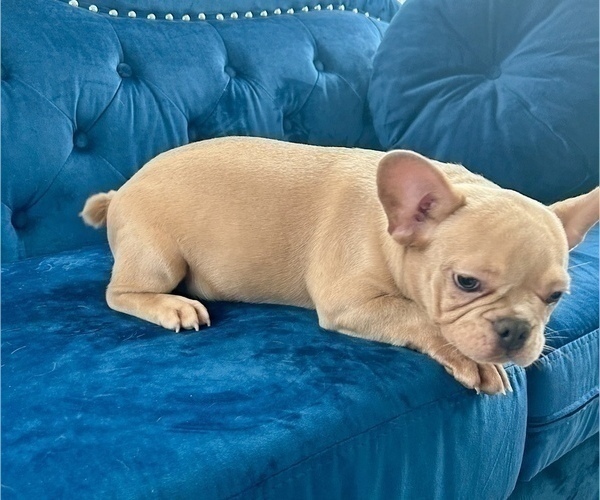 Medium Photo #9 French Bulldog Puppy For Sale in TALLAHASSEE, FL, USA
