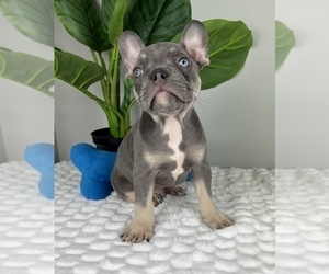 French Bulldog Puppy for Sale in FRANKLIN, Indiana USA