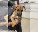 Small Photo #9 German Shepherd Dog-Unknown Mix Puppy For Sale in San Diego, CA, USA
