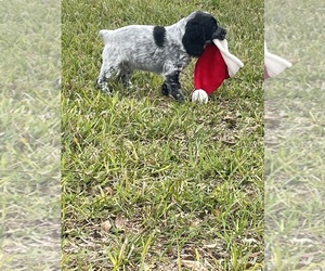 English Cocker Spaniel Puppy for Sale in SHINER, Texas USA