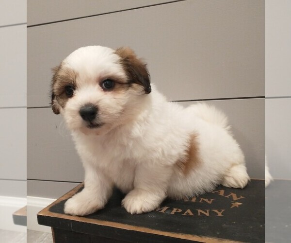 Medium Photo #3 Zuchon Puppy For Sale in NEW YORK MILLS, MN, USA
