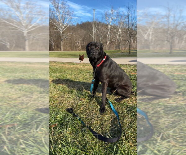 Medium Photo #1 Labrador Retriever-Unknown Mix Puppy For Sale in Aurora, IN, USA