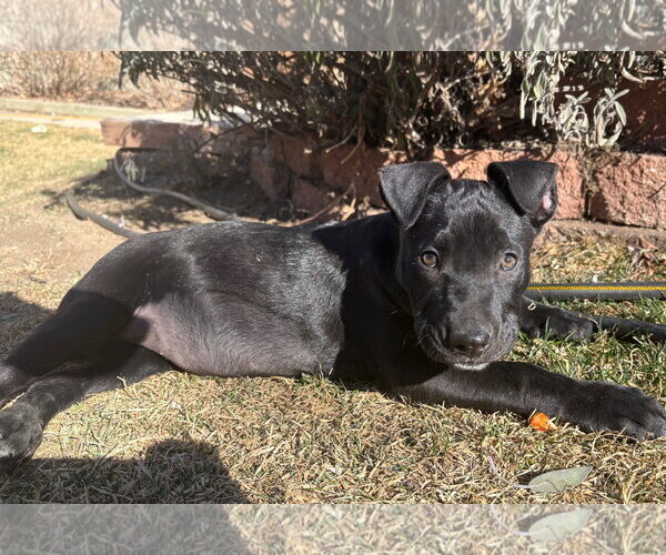 Medium Photo #9 Labrador Retriever-Unknown Mix Puppy For Sale in Aurora, CO, USA