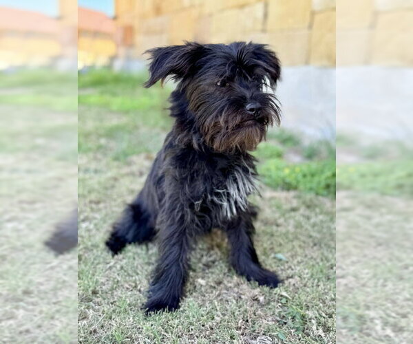 Medium Photo #2 Shih Tzu-Unknown Mix Puppy For Sale in PIPE CREEK, TX, USA