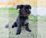 Small #1 Shih Tzu Mix