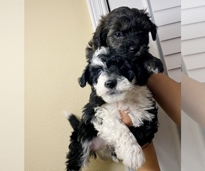 Maltipoo-Poodle (Miniature) Mix Puppy for sale in EL PASO, TX, USA