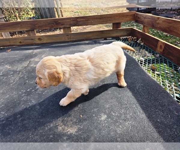 Medium Photo #6 Golden Retriever Puppy For Sale in LEON, KS, USA