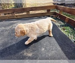 Small #5 Golden Retriever