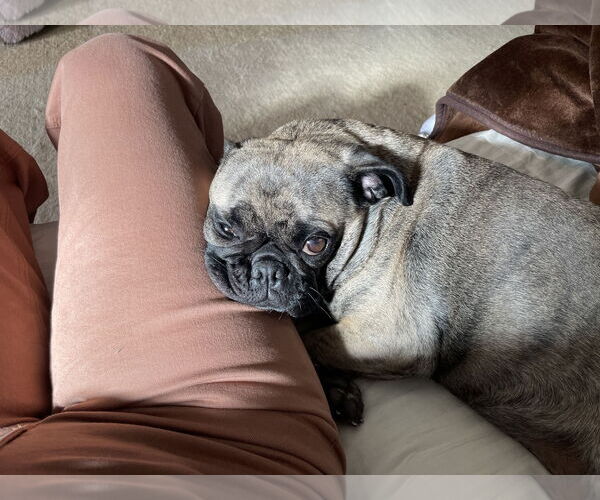 Medium Photo #7 Buggs Puppy For Sale in Sandy, UT, USA