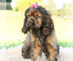Small Photo #29 Cocker Spaniel Puppy For Sale in WARSAW, IN, USA
