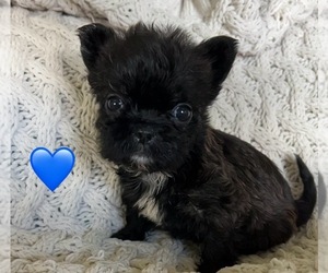 French Bulldog Litter for sale in DENTON, MD, USA